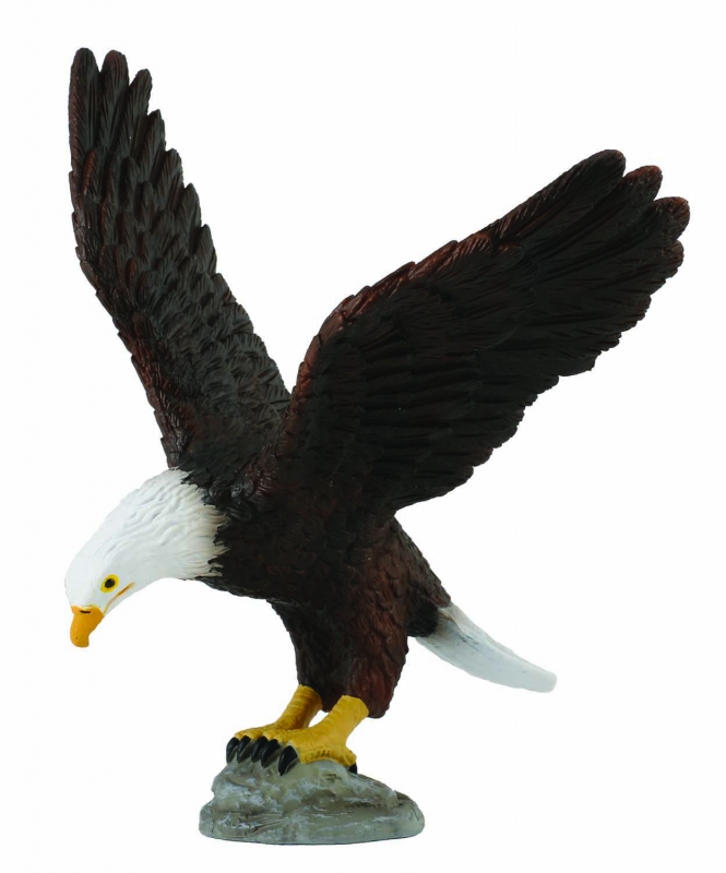 Американский лысый орел M