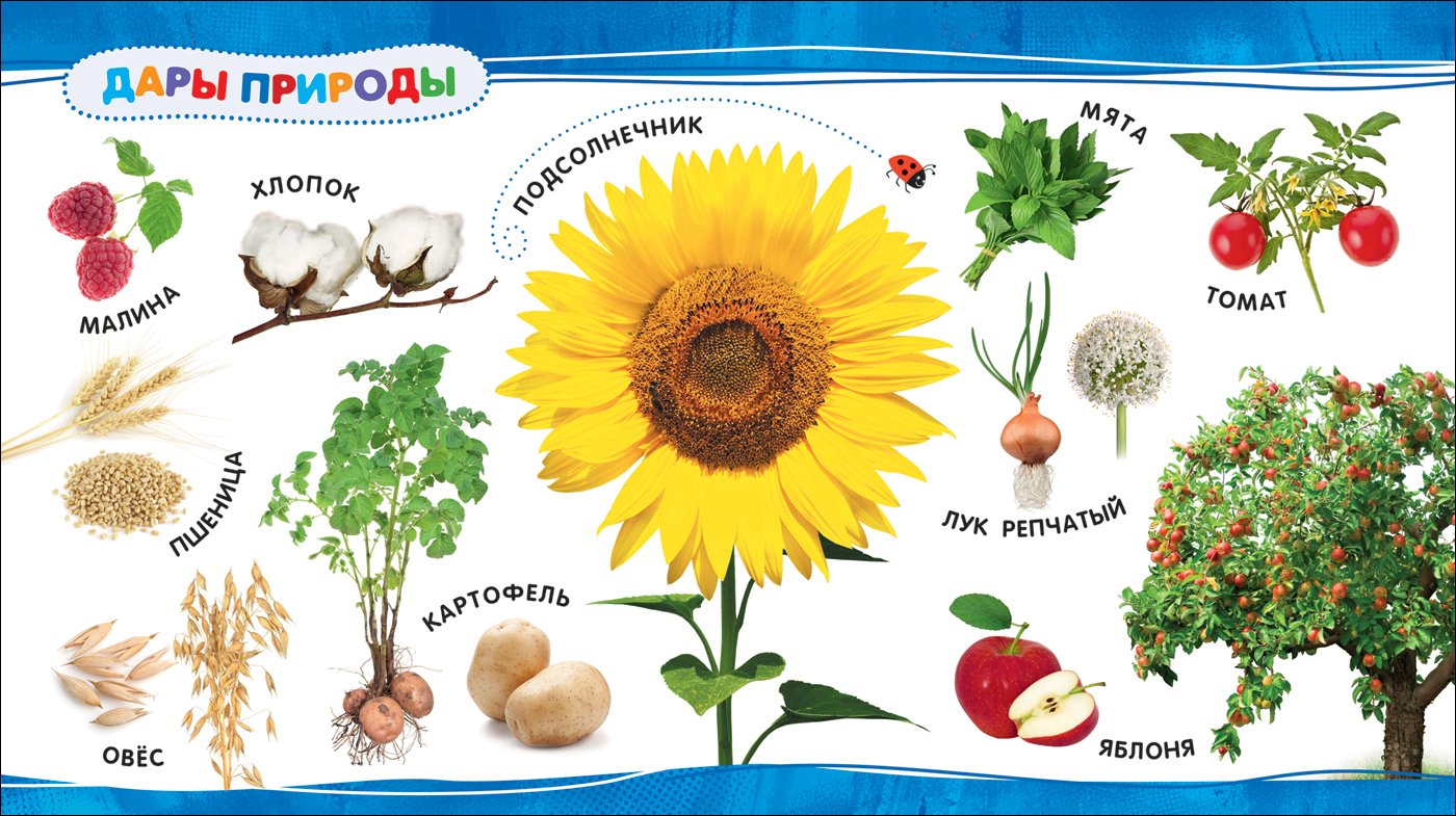 Карточки растения для детей