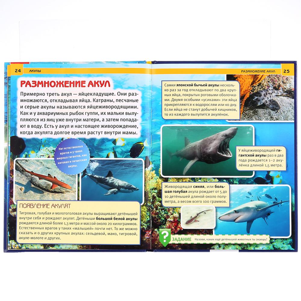 Энциклопедия Умка Акулы А4 258012