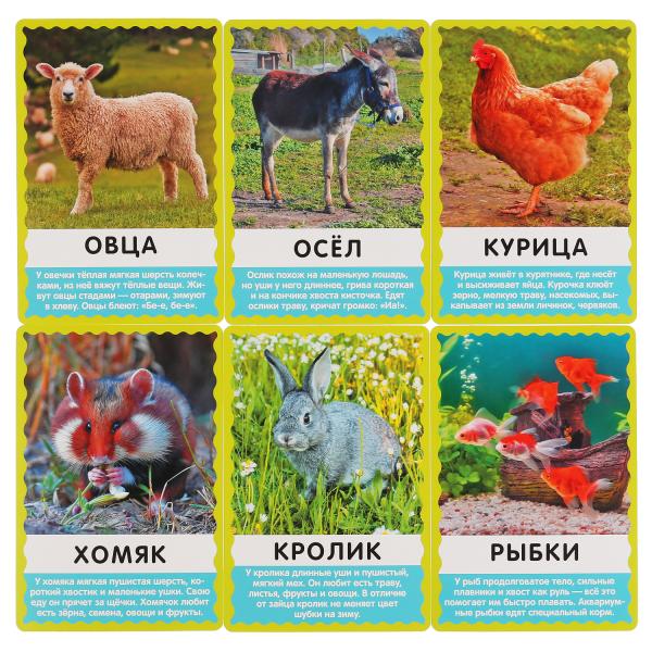 Развивающие карточки Домашние животные М.В. Дружинина 298487