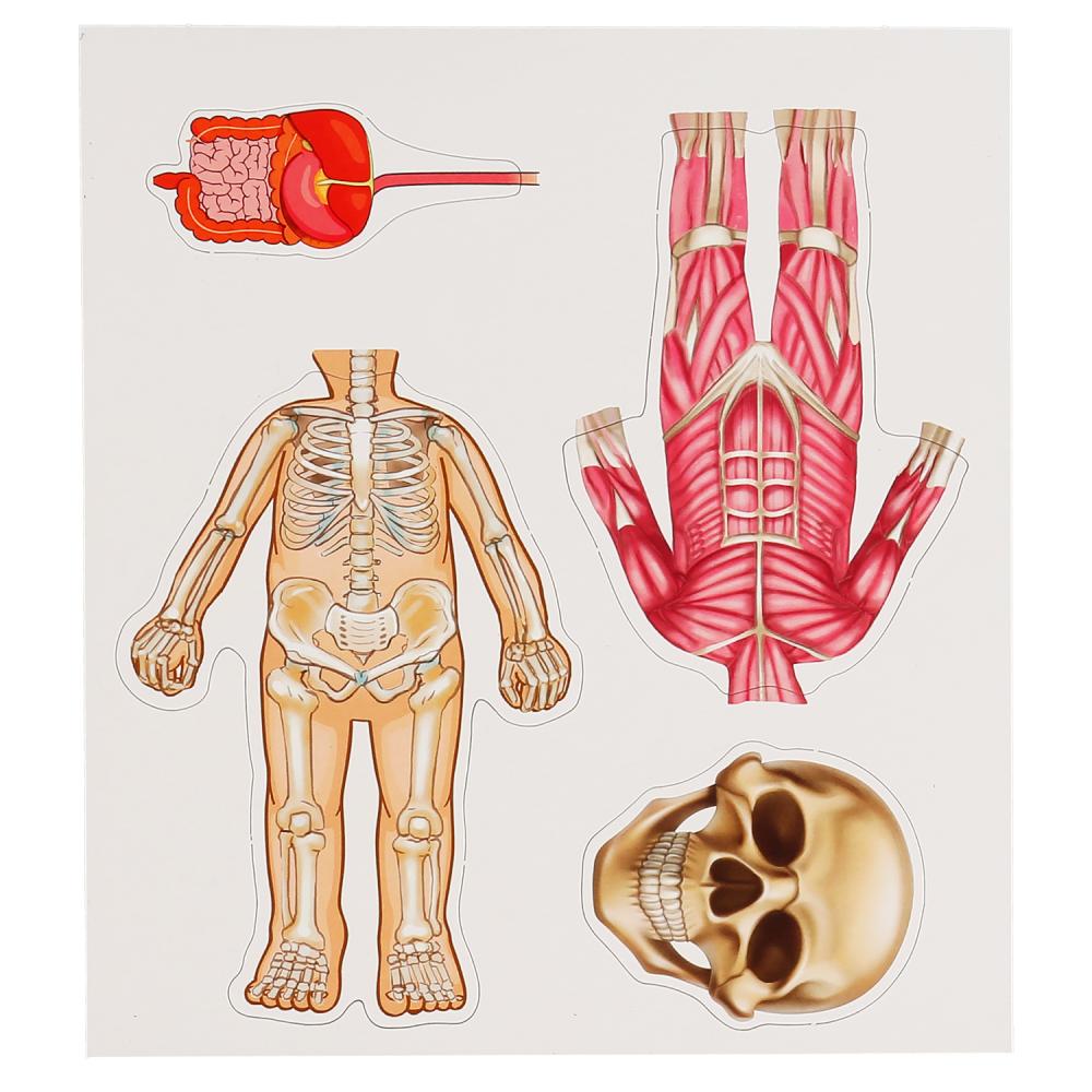 НИ Умные игры Одевайка на магнитах Одень куклу Тело человека 299783