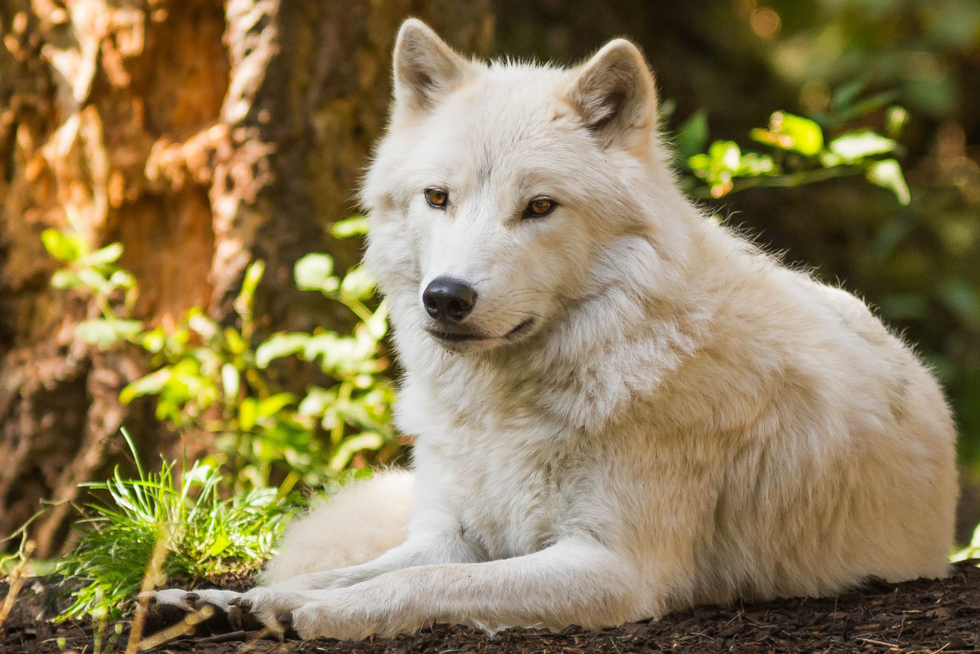 Белый волк фото