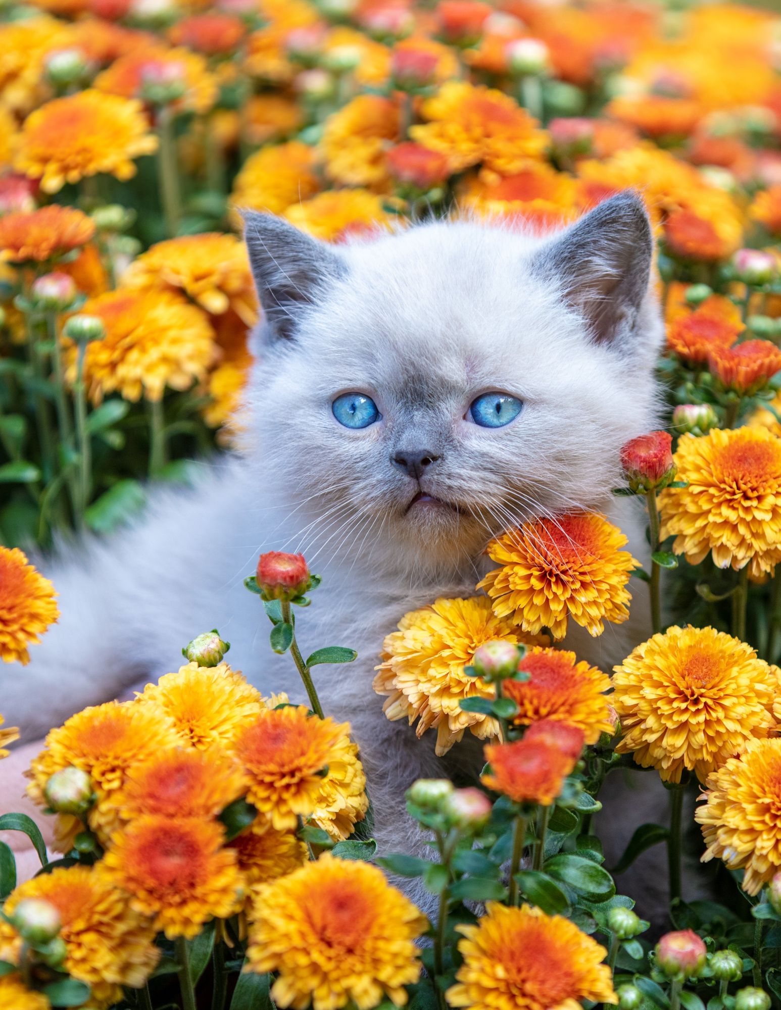 Палитра Холст с красками по номерам 40*50см Пушистый серый котенок в цветах