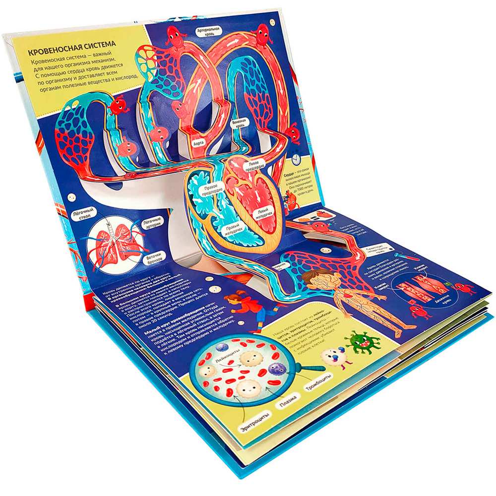 POP UP Энциклопедия панорама Анатомия (интегральная) 28.03.24