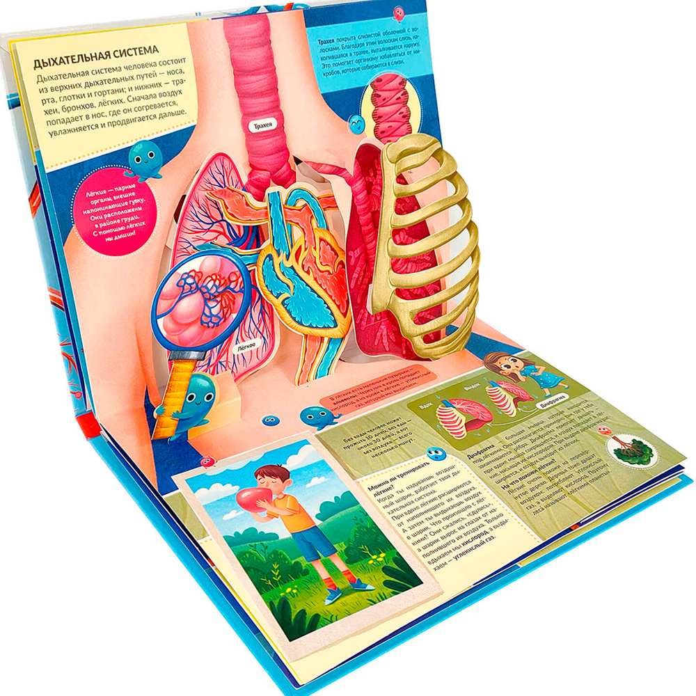 POP UP Энциклопедия панорама Анатомия (интегральная) 28.03.24