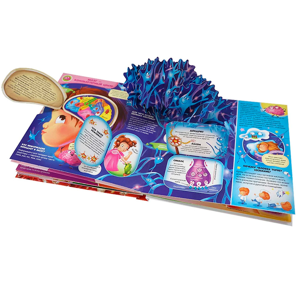 Энциклопедия интерактивная Анатомия